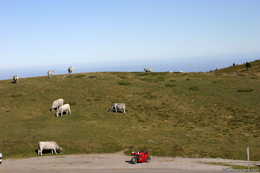 Cows at the top